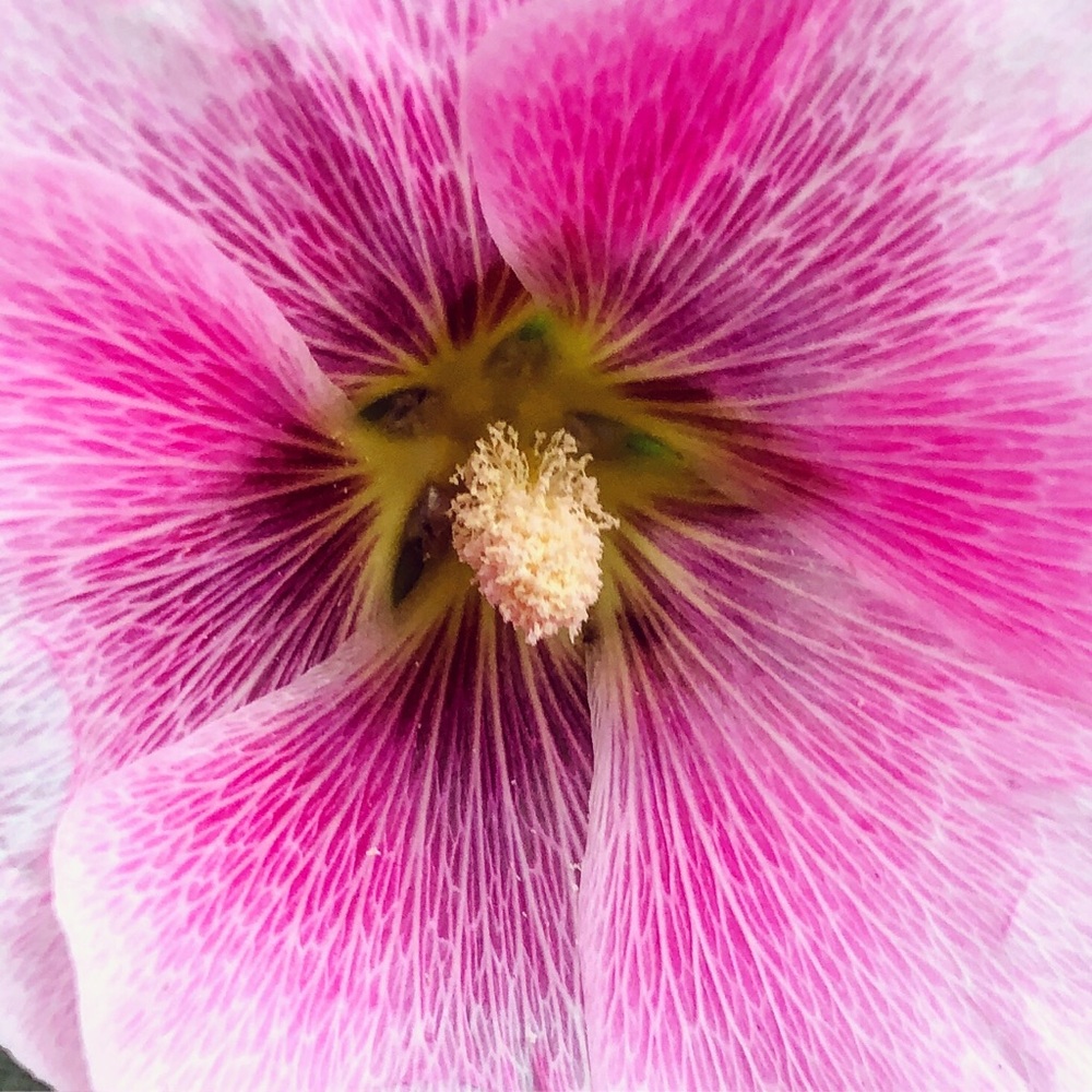 Meet your Posher, Isabelle